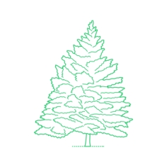 Plants Cedars Cyprus Cedar Engraving Svg Design, Free Vectors File